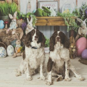 Meaghan Kent - easter dogs photography
